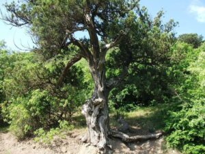 Ялівцевий затишок Канаки