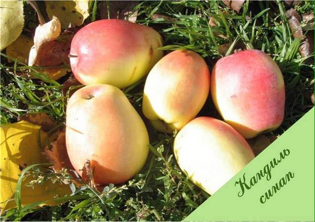 Козу-баш: повернення легенди